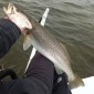 gator-trout3