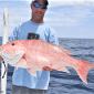 red-snapper1-592x560